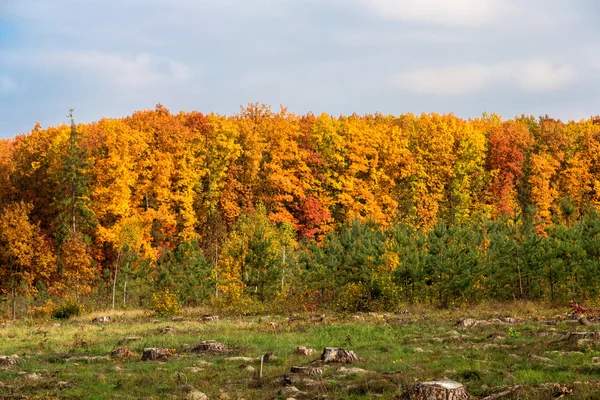 Herbstliches Waldpanorama — Stockfoto