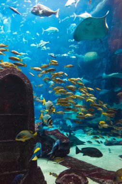 coral reef akvaryum tropikal balık