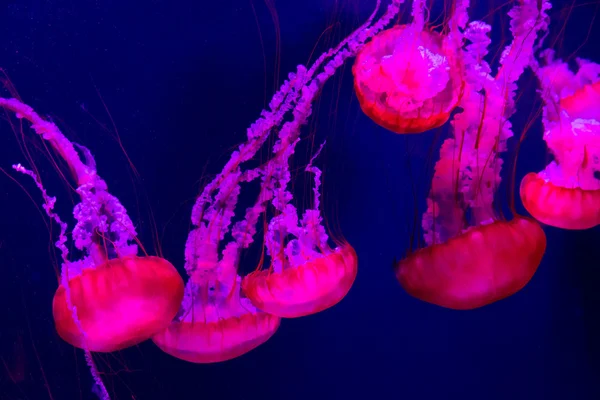 Mooie kwallen in aquarium — Stockfoto