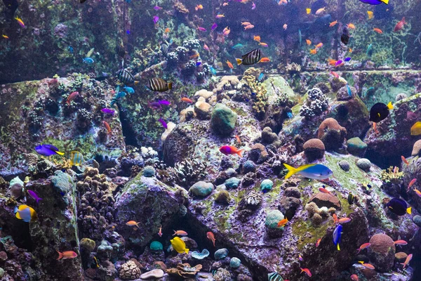 在一片珊瑚礁水族馆热带鱼 — 图库照片