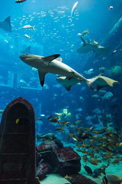 Aquarium tropical fish on a coral reef