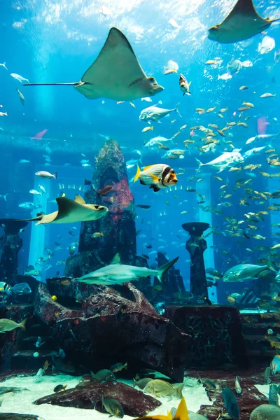 Acuario peces tropicales en un arrecife de coral — Foto de Stock