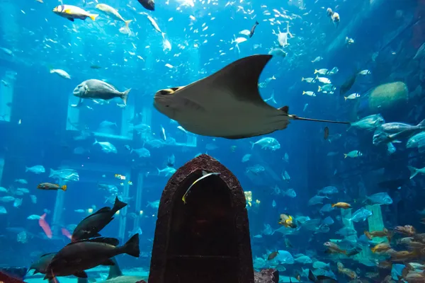 Acuario peces tropicales en un arrecife de coral — Foto de Stock