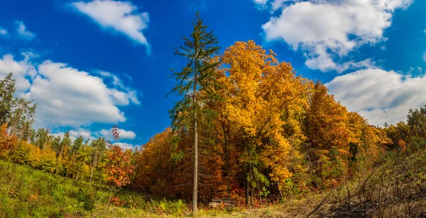 Jesień las panorama — Zdjęcie stockowe