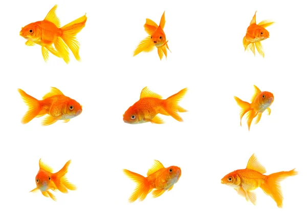 Conjunto de peces de oro — Foto de Stock