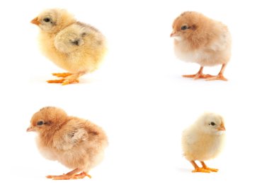 The set of yellow small chicks with egg clipart