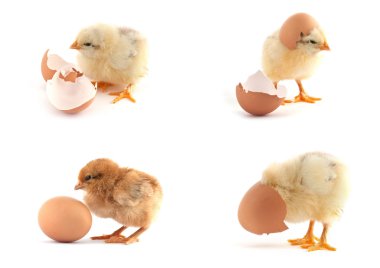 The set of yellow small chicks with egg clipart