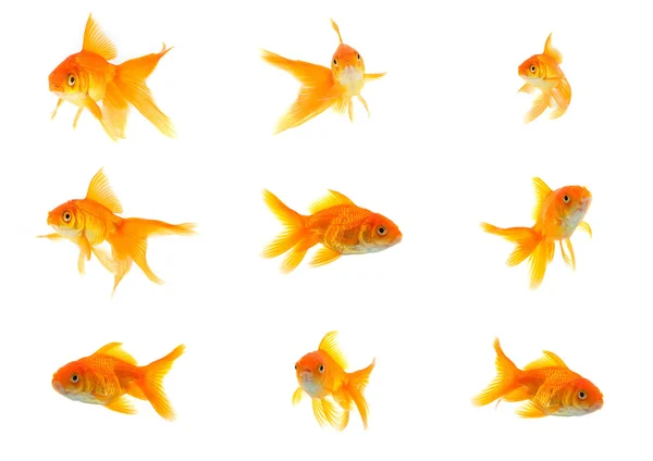 Set of gold fishes — Stock Photo, Image