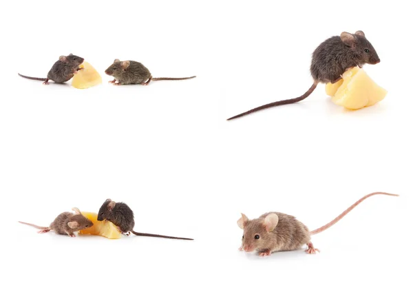 Set of mice, Mouse and cheese on white — Stock Photo, Image