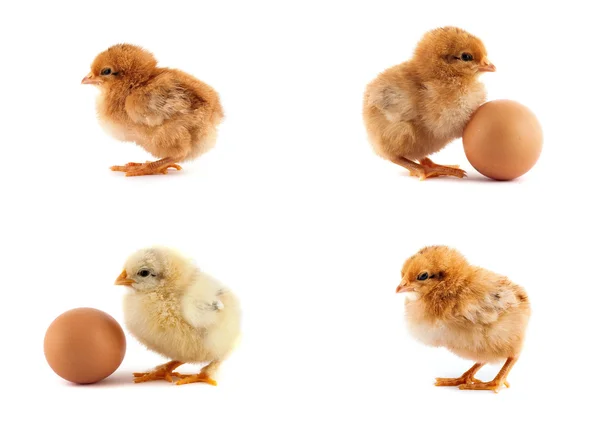 The set of yellow small chicks with egg — Stock Photo, Image