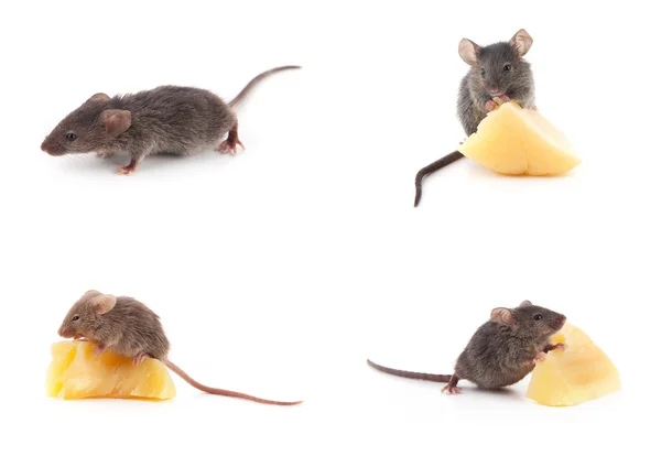 Set di topi, topi e formaggio su bianco — Foto Stock