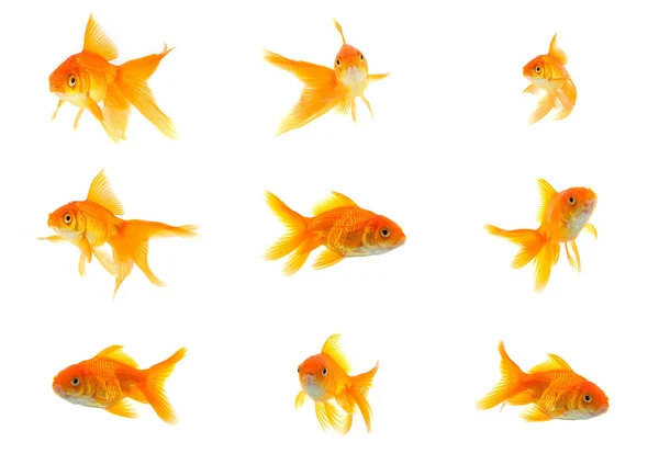 Set of gold fishes Stock Photo