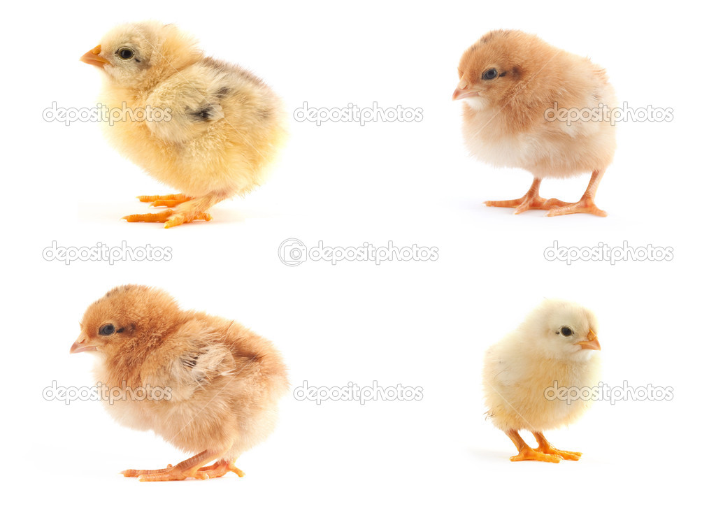 The set of yellow small chicks with egg