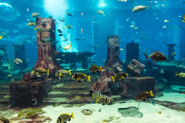 Akvarium tropiska fiskar på ett korallrev — Stockfoto