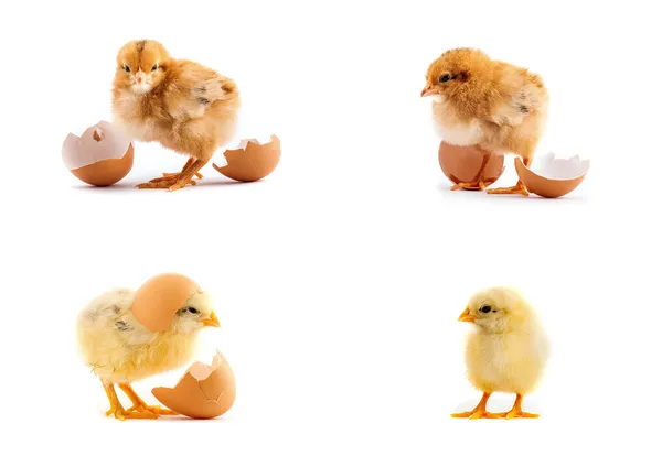 The set of yellow small chicks with egg — Stock Photo, Image