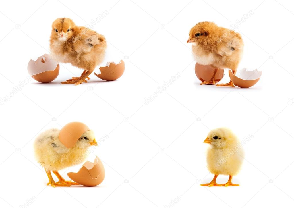 The set of yellow small chicks with egg