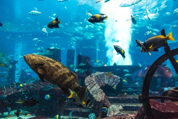 수족관 산호초에 열 대 물고기 — 스톡 사진