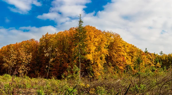 Herbstliches Waldpanorama — Stockfoto