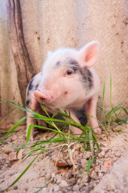 sevimli bir çamurlu piglet açık havada f üzerinde çalışan bir close-up