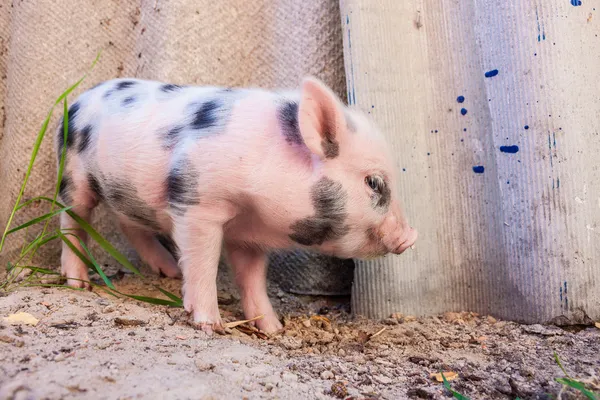 Close-up of a cute muddy piglet running around outdoors on the f — Stock Photo, Image