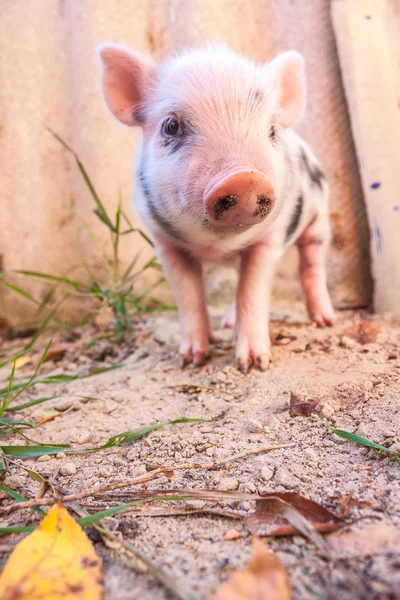 Close-up of a cute muddy piglet running around outdoors on the f — Stock Photo, Image