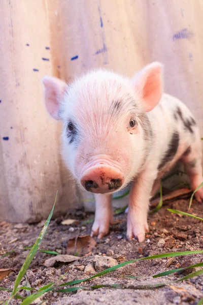 Close-up of a cute muddy piglet running around outdoors on the f — Stock Photo, Image