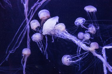 Beautiful jellyfish moving slowly in aquarium in Dubai clipart