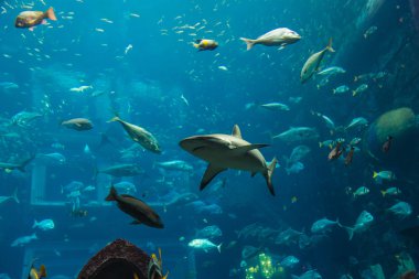 coral reef akvaryum tropikal balık