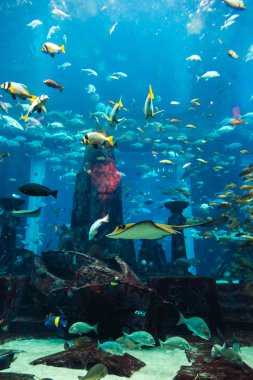 coral reef akvaryum tropikal balık