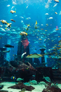 coral reef akvaryum tropikal balık