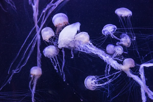 迪拜水族馆中美丽的水母在缓慢移动 — 图库照片