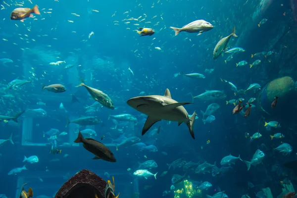 Akvarium tropiska fiskar på ett korallrev — Stockfoto