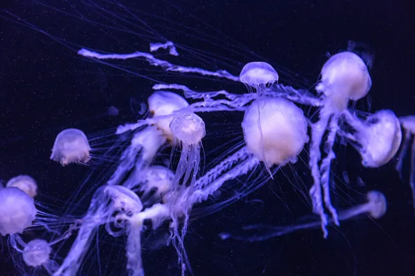 Medusas. — Foto de Stock