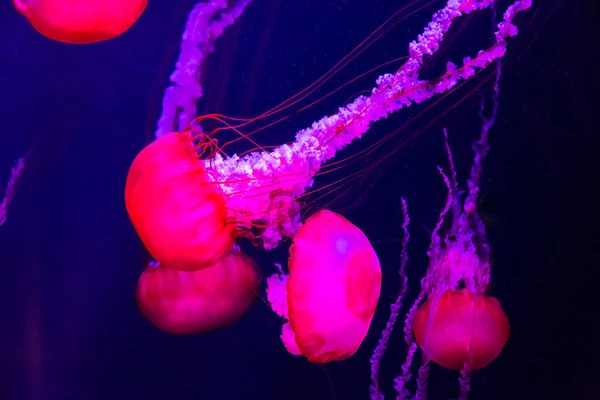 Jellyfish — Stock Photo, Image