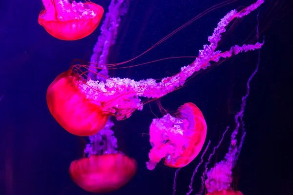 Jellyfish — Stock Photo, Image