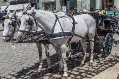 Bugün Viyana'da turistler seyahat geleneksel Koç (fiaker)