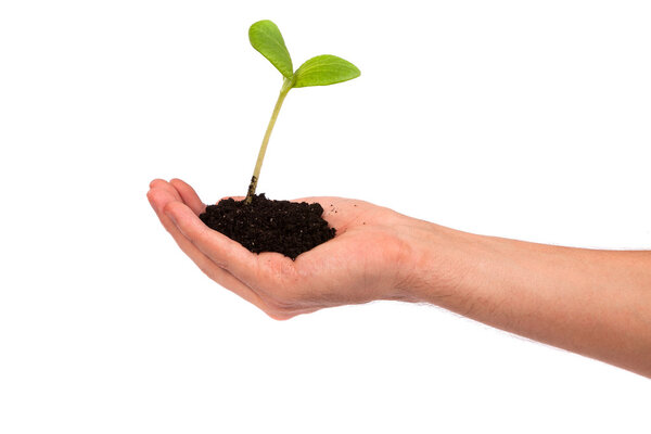 Мужская рука держит маленький росток и горсть земли
