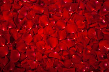 Güzel kırmızı gül yaprakları