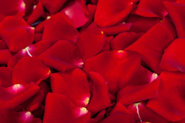 Hermosos pétalos de rosa roja — Foto de Stock