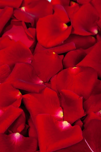 Schöne rote Rosenblätter — Stockfoto
