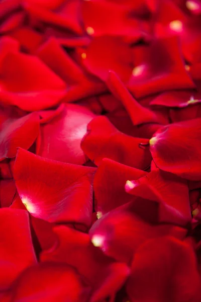 Όμορφα κόκκινα ροδοπέταλα — Φωτογραφία Αρχείου