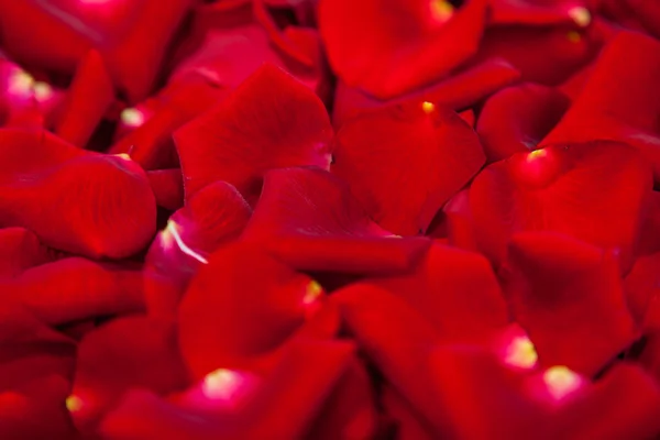 Beautiful red rose petals — Stock Photo, Image