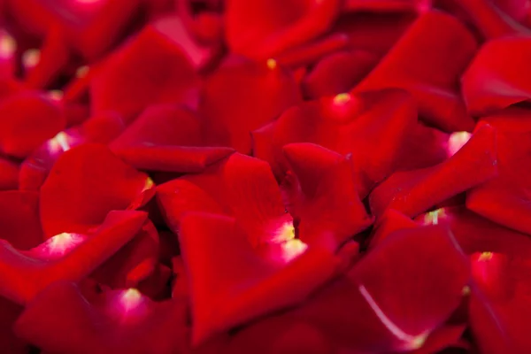 Όμορφα κόκκινα ροδοπέταλα — Φωτογραφία Αρχείου