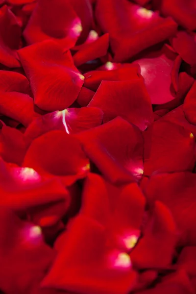 Beautiful red rose petals — Stock Photo, Image