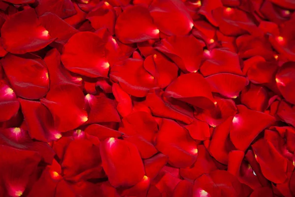 Beautiful red rose petals — Stock Photo, Image