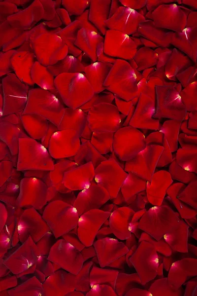 Schöne rote Rosenblätter — Stockfoto