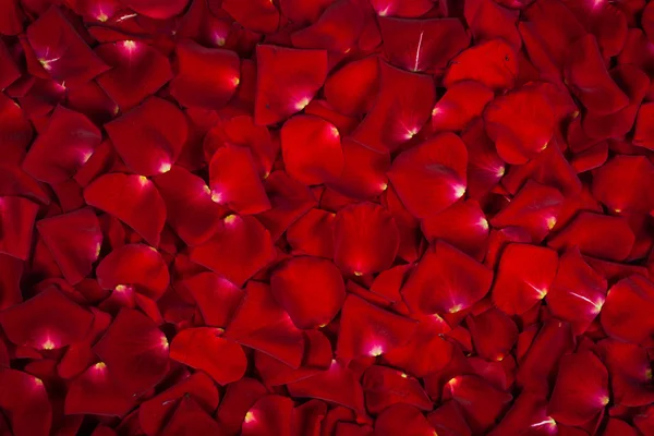 Gyönyörű vörös rózsa szirmok — Stock Fotó