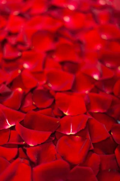 Kelopak mawar merah — Stok Foto