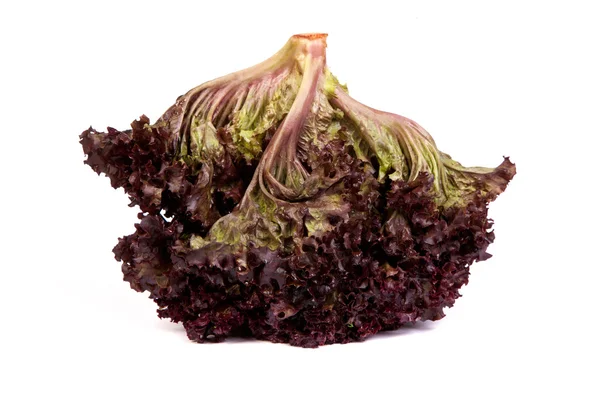 Lechuga roja fresca — Foto de Stock