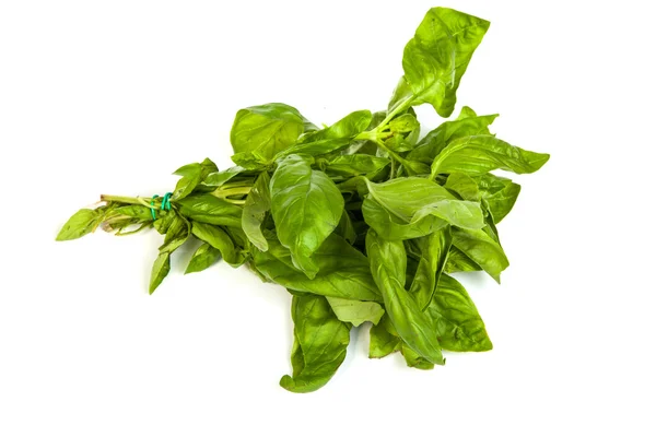 Hojas de albahaca verde fresca — Foto de Stock